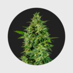 Cali Genetics OG Kush 23% THC full season