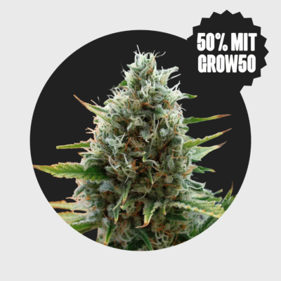 Cali Genetics Papaya 27% THC  fast flowering - Happy420