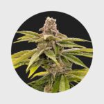 Cali Genetics Strawberry Guava 33% THC fast flowering