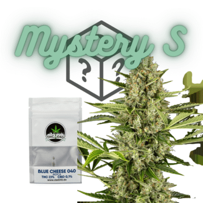 Cannabis Samen Mystery Box S Für den Cannabis Eigenanbau - CBD040