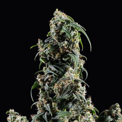 CBDV Auto - Kannabia