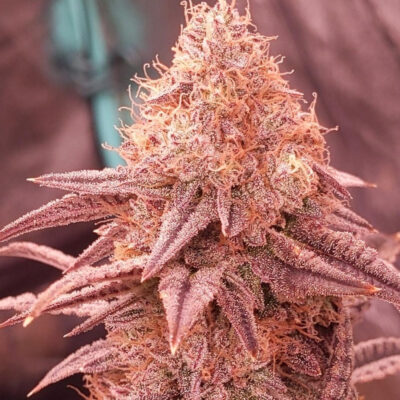 Cherry Runtz US Samen Feminisiert - Lucky Hemp