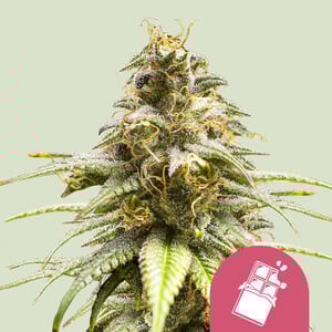 Chocolate Haze – Royal Queen Seeds