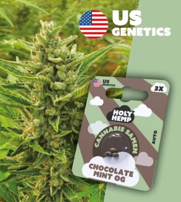Chocolate Mint OG Cali Seeds - Holy Hemp