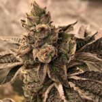 Cookies and Cream Samen Feminisiert