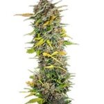 Cream Mandarine Auto