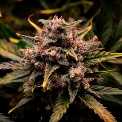 Cream Mandarine Samen Automatik - Lucky Hemp