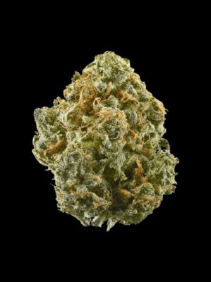 Critical+ 2.0 – Only Grams