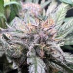 Critical Samen Automatik