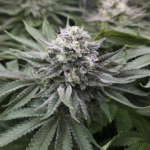 Critical Samen Feminisiert