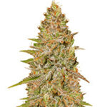 Critical Super Silver Haze