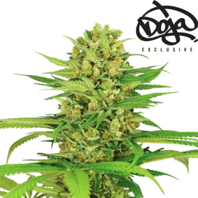 Doja OG Kush Cali Weed Cannabissamen Feminisierte Autoflower / Automatic Indica Cali Weed - CBD040