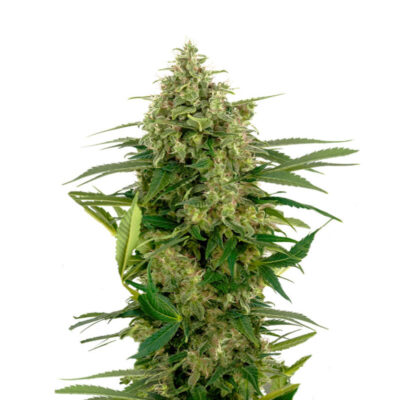 Early Skunk Autoflowering 040 Cannabissamen - CBD040