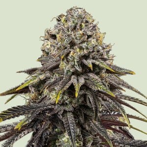 Dynamite Diesel - Royal Queen Seeds
