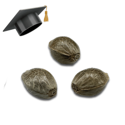 Einsteiger Samen Set Feminisiert - Lucky Hemp