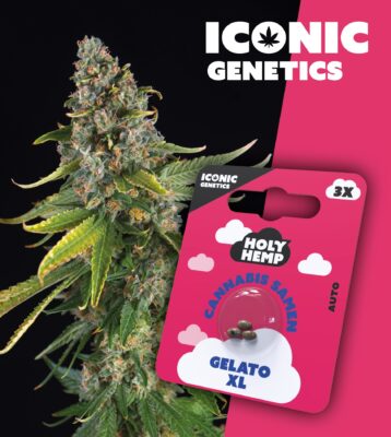 Gelato XL Iconic Seeds - Holy Hemp