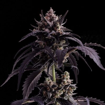 Ginger Punch Auto - Kannabia