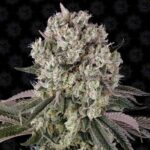 Glookies Feminisiert