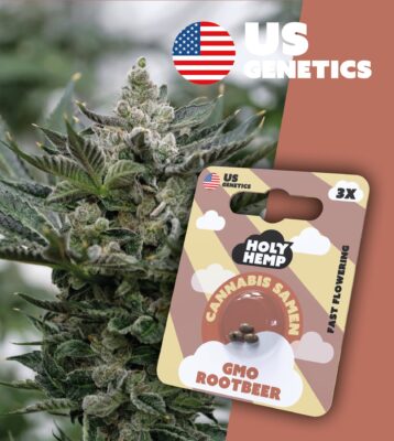 GMO Rootbeer Cali Seeds - Holy Hemp