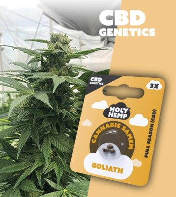 Goliath CBD Genetics - Holy Hemp