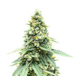 Gorilla Cookies Fast Flowering