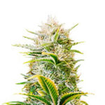 Gorilla Girl XL Auto