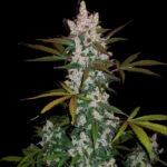 Green Scout Cookies Seeds Feminisiert 20% THC