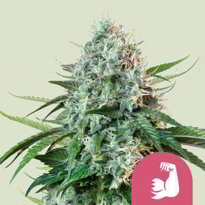HulkBerry – Royal Queen Seeds