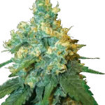 Jack Herer