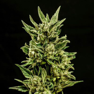 Kritic Auto - Kannabia