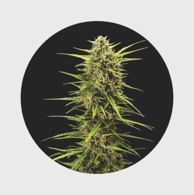 Legendary Cali Genetics Seeds Rainbow Apples 25% THC full season - Happy420