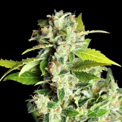 Mikromachine Auto - Kannabia