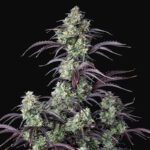 Mimosa Cake Autoflowering