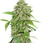 Northern Lights Auto