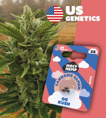 OG Kush Cali Seeds - Holy Hemp