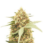 Orange Apricot Glue XL Auto