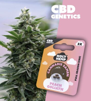 Peach Goliath CBD Genetics - Holy Hemp