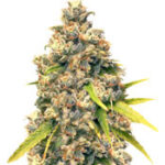 Pineapple Express #2