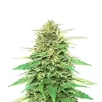 Pineapple Muffin Autoflower