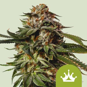 Pink Gorilla – Royal Queen Seeds