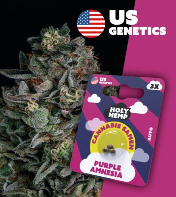 Purple Amnesia Cali Seeds - Holy Hemp