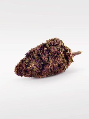 Purple Kinky Kush Superior Blüte 40% - Only Grams