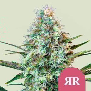 Royal Runtz – Royal Queen Seeds