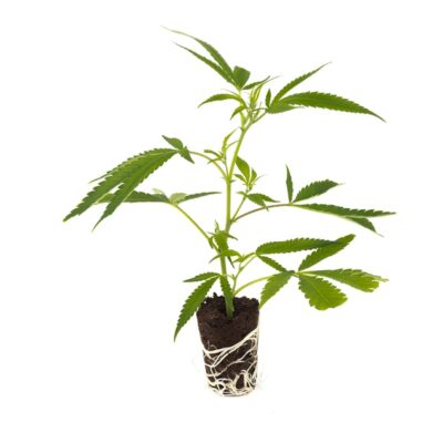 Runtz – Hanfgarten