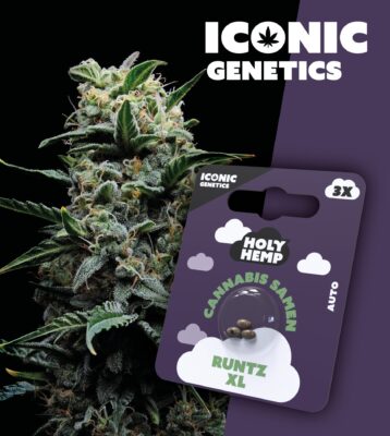 Runtz XL Iconic Seeds - Holy Hemp