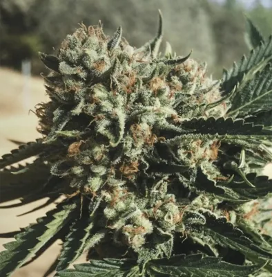 Sapphire OG - CBDNOL