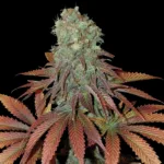 Somango Seeds Feminisiert 25% THC