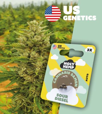 Sour Diesel Cali Seeds - Holy Hemp
