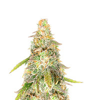 Sour Diesel x OG Kush – Herbies