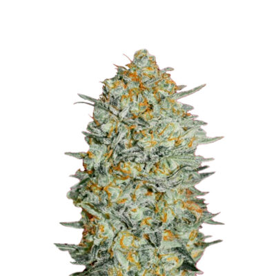 Sticky Orange Bud 040 Cannabis Samen Autoflowering Indica – CBD040